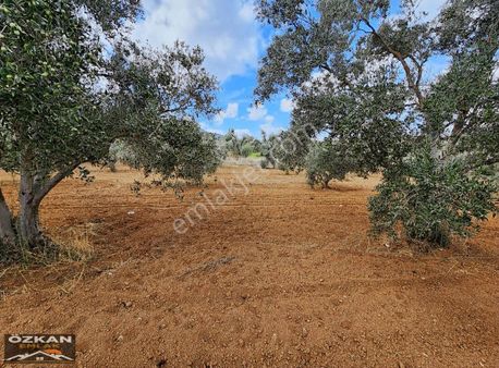 Özkan Emlaktan Yatağan Yeniköy`de 4603 M2 Satılık Zeytinlik