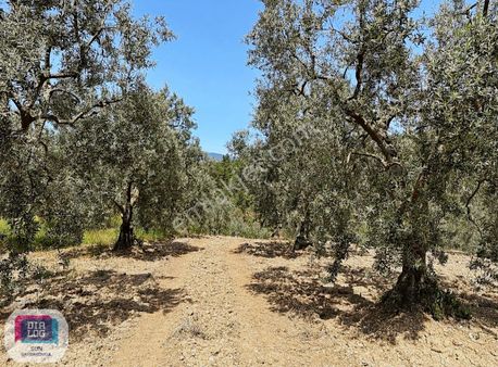 Dialog Sun Acil Satılık Yenişehir Eğerce'de 11.029m2 Zeytinlik