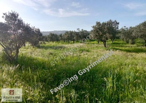 Torbalı Çapak | Anayola 1 Km. | 12.750 M2 Satılık Zeytinlik