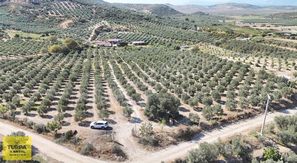 Didim'de 20 Dönüm Zeytinlik