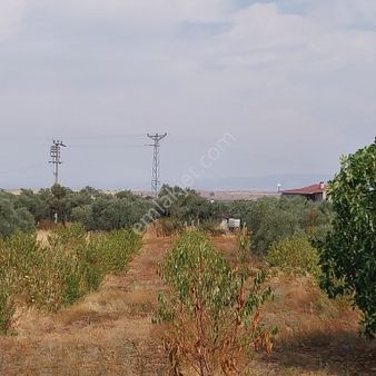 Turpa'dan İzmir Kemalpaşa'da Satılık Zeytin Ve Kiraz Bahçesi