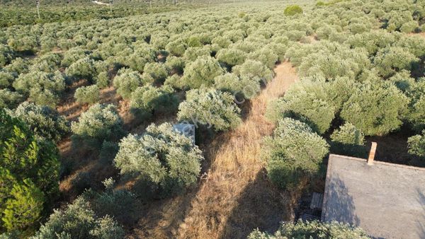 🫒 Zaza Emlak’tan Aydın Didim Akyeniköy’de Yatırımlık Zeytinlik 🫒