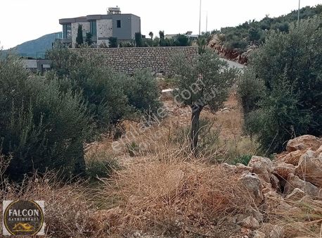 Falcon Dan Kalkan Da 1000m² Fırsat Arsa
