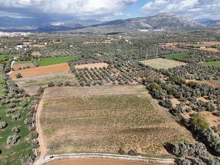 Milas Merkezde Zeytin Ağaçlı 8.682 M² Tarla Yatırıma Uygun
