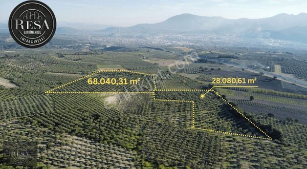 Resa Gayrimenkul'den Beycede 97 Dönüm Bakımlı Zeytinlik