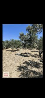 Bergama-örenli’de,satılık Zeytinlik