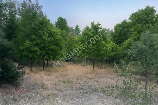 Sakarca Mahalles'inde 3942 M2 Tarla