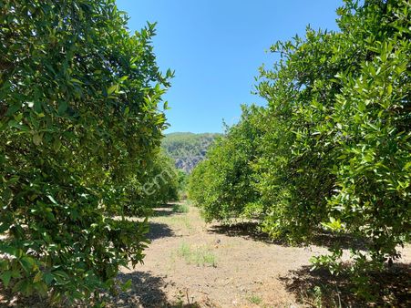 Muğla, Ortaca, Okçular Da, 1015 M2, Müstakil Tapulu Arsa Satılık.
