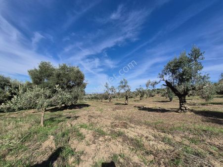 Nazilli Toygar Köyünde 3 Dönüm Satılık Zeytin Bahçesi