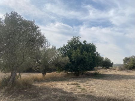 Topraksız Sera Tarımına Uygun Satılık Arazi