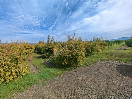 Muğla Ortaca Karadonlar Satılık 4,800 M2 Tarla 3e Gayrimenkul