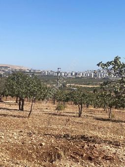 Kızlarda Satılık Fıstık Bahçesi