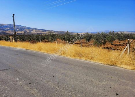 Metyap Konuttan Şahinbey Yazıbağı Mh.de Satlık Zeytinlik