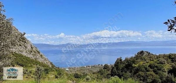 İznik Göllücede Yollu Tarla,zeytinlik