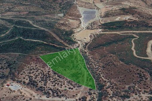 Seferihisar Beyler Köyünde Ormana Komşu Verimli Zeytinlik