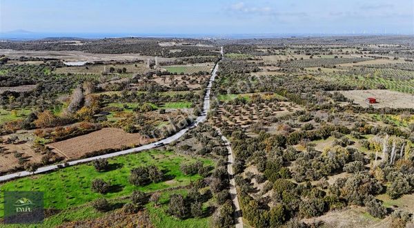 Ezine Kemallı Köyünde Asfalt Yol Üzeri Satılık Zeytinli Tarla