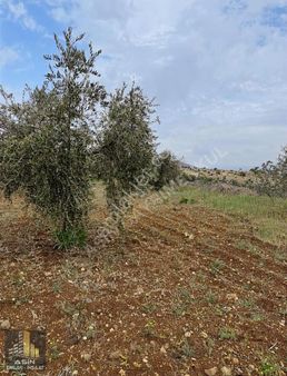 Asin Gayrimenkul'den Öncüpınar'da Yetişkin Zeytin Ve Bağ