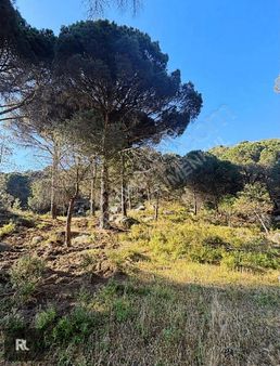 Burhaniye'de Kozak Yaylası Mevkii Satılık Fıstık Çamlığı