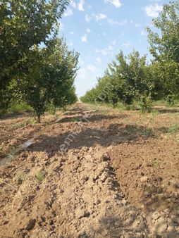 Yukarı Çobanisa Mahallesinde Satılık Kayısı Bahçesi