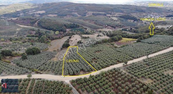 Mudanya Hançerli'de Satılık 6.850 M2 Yola Cephe Tarla