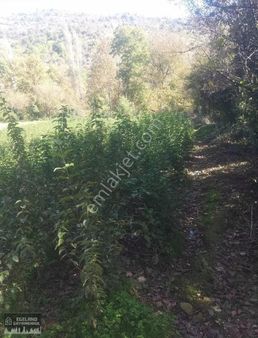 Ödemiş Hamam Köyde Verimli 1500 M2 Tarla