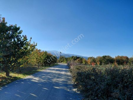 Bizimim Emlaktan Atakent'te 4.937 M² Kiraz Bahçesi