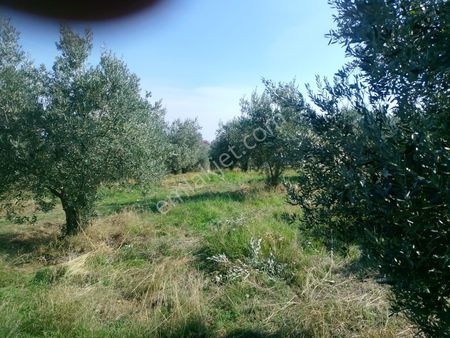Manisa Salihli Gökçeköy Sat Zeytinlik