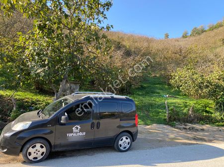 Akçakocada Asfalt Yola Cephe 3.728m2 Ev Yapımına Uygun Fındıklık