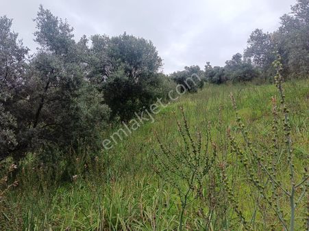 Acarlar Emlaktan Sultanhisar Yağdere'de 2 Adet Toplam 2950 M2 Satılık Zeytinlik