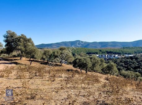 Milas Bodrum Havaalanı Ve Casa Fabay'a Komşu Satılık Zeytinlik