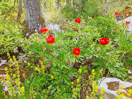 Bursa M.kemalpaşa Kazanpınar Da 20 Dönüm Satılık Tarla