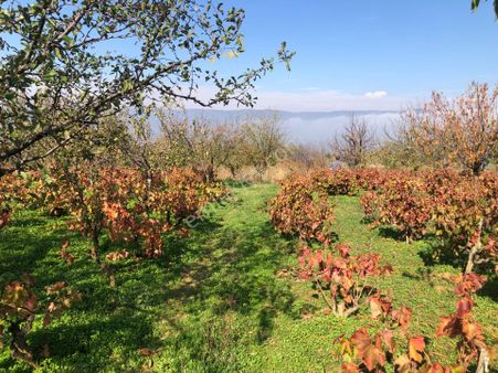 Şarköy De Işık Emlaktan Çınarlı Mah De 1550 M2 Bağ Ve Kirazlık
