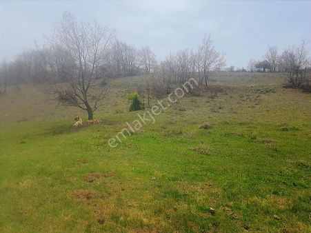 Başkan Emlaktan Satılık Yarımca Köyünde 1.000 M2 Bahçe Yeri