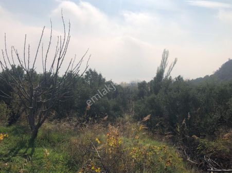 Şarköy De Işık Emlaktan Çınarlı Mah De 2374 M2 Bağ Zeytin Kirazlık