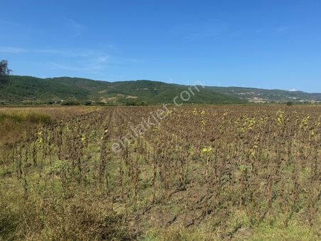 Karacabey Canbazda Kapitalden Satılık Tarla