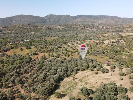 Datça Karaköy Mahallesinde 4645 M2 Deniz Manzaralı Tarla