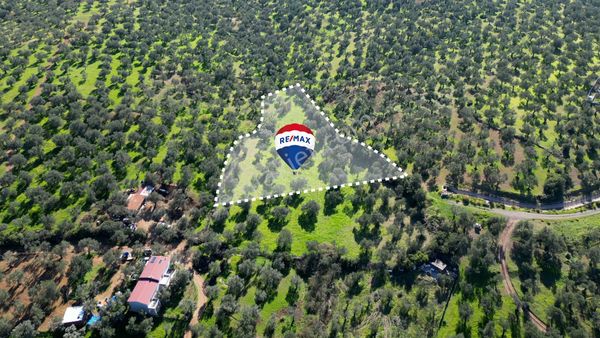 Ayvalık Mutlu Köy Yolunda Satılık Zeytinlik