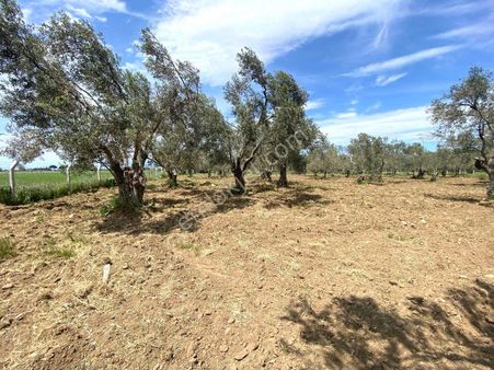 🟣🟣aktif'ten Burhaniye Bahçelievlerde Yola Cepheli Satılık 7617m2 Zeytinlik 🟣🟣