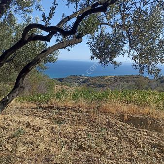 Şarköy Kirazlı Mah. De Satılık Zeytinlik