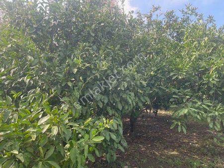 301-seferihisar Merkezde Bakımlı Mandalina Bahçesi