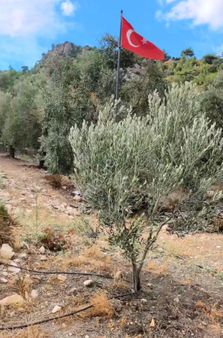 Kevser Alak’tan Söke Sazlı’da Satılık Zeytinlik