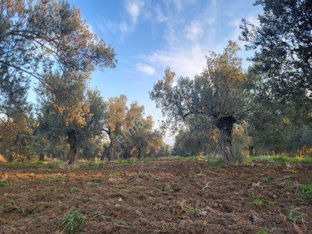 ‼️bölgedenin En Uygun Zeytin Bahçesi