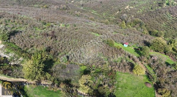 Beyören Köyünde İmarlı 3279 M2 Satılık Fındık Bahçesi