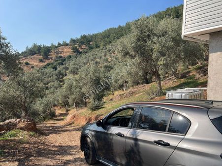 Tek Tapu Yatırıma Uygun Acil Satılık 180 Civarı Yetişkin Zeytin Ağacı Olan Yer