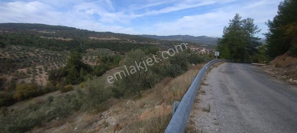 Denizova Mah Anayol Cephelizeytinlik