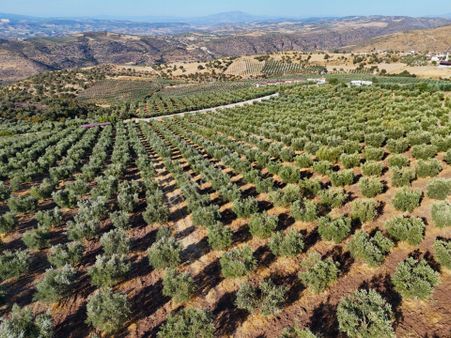 Salihli Akçaköy'de Satılık 134 Dönüm Zeytinlik (video)