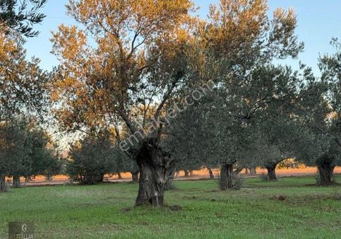 Kurallar Gayrimenkulden Zeytinlik