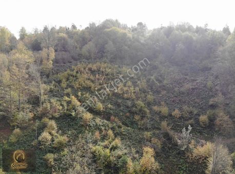 Öğretmen'den Topuk Yaylasının Hemen Yanında Fırsat 5238m2