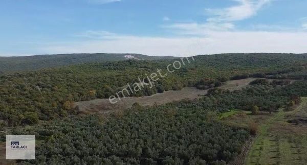 Mustafakemalpaşa Çördük 3000 M2 Satılık Zeytinlik
