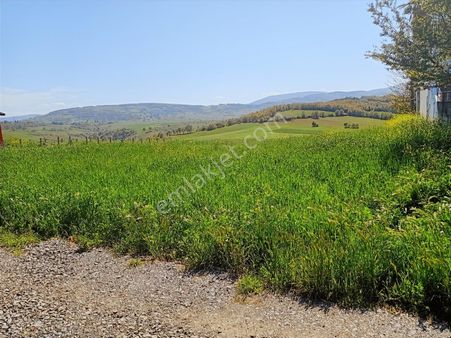 Samsun Atakum Alanlı'da Mustafa Şen'den Satılık Tarla